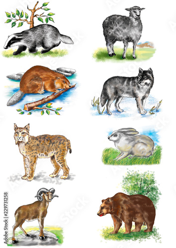 Illustration. Animals Bear. Sheep. Wolf. Hare. Lynx. Badger. Ram. Beaver. Against the backdrop of nature.