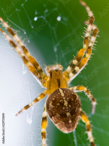 London, UK. Garden spider (Araneus diadematus) on web against green background.