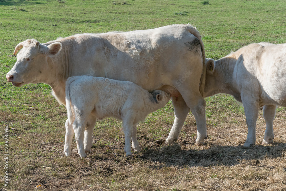 Charolais auf der Weide Charolais auf der Weide
