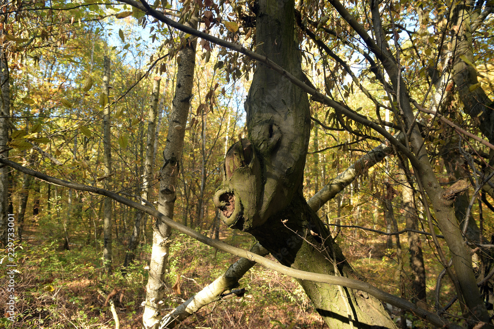 Obraz premium baumgeist