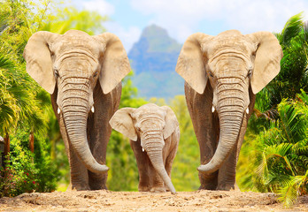 Papier peint photo Éléphant Famille d'éléphants traversant la piste  © Kletr
