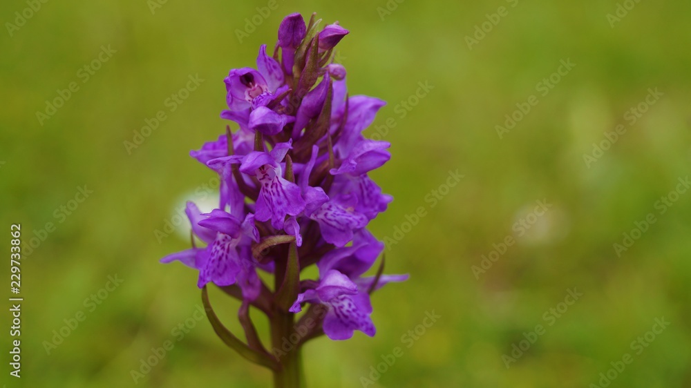 Obraz premium Purple Wildflower