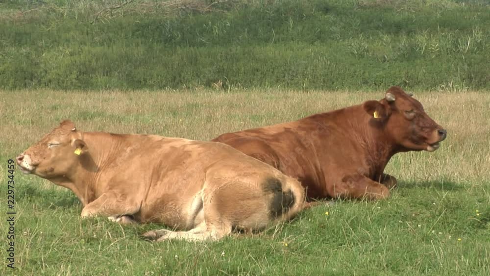 Brown cows resting and grazing peacefully on a meadow in the summer sun. Brown cows resting and grazing peacefully on a meadow in the summer sun.