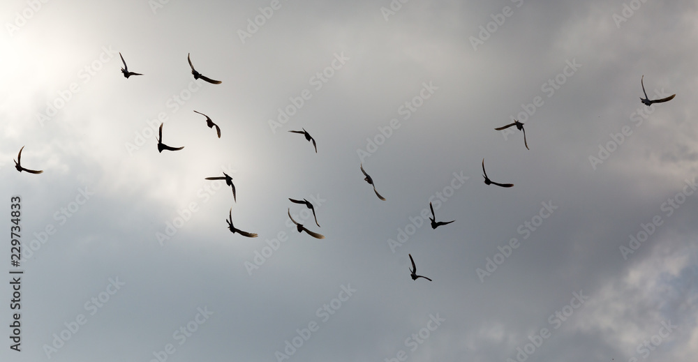 Flock of pigeons against the sky with clouds