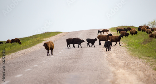 A herd of rams cross the road © schankz