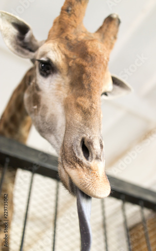 Head of a giraffe in a zoo. © schankz