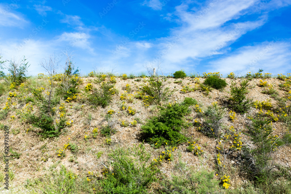 Nature in the steppe of Kazakhstan in the spring Nature in the steppe of Kazakhstan in the spring