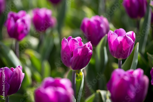 Fototapeta Naklejka Na Ścianę i Meble -  Beautiful purple tulips in nature