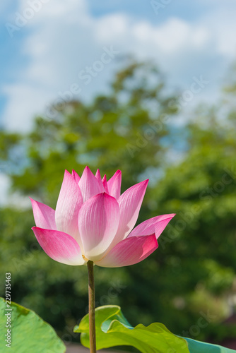 Beautiful pink lotus flower or science name Nelumbo is blooming with blue sky background