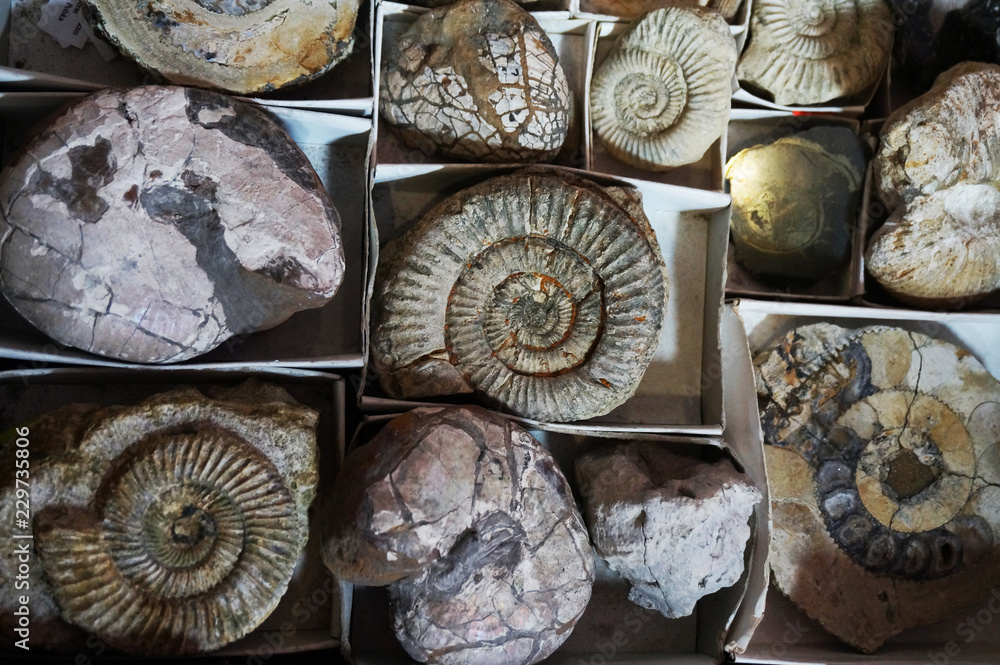 Fototapeta premium ammonite fossil collection