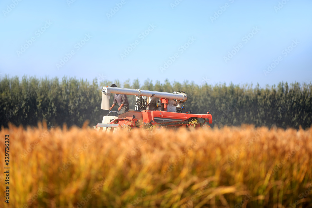 Fototapeta premium Harvester machine is harvesting rice