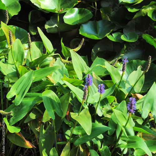 Pickerel weed plants (pontederia cordata) in a pond. Nature background. photo