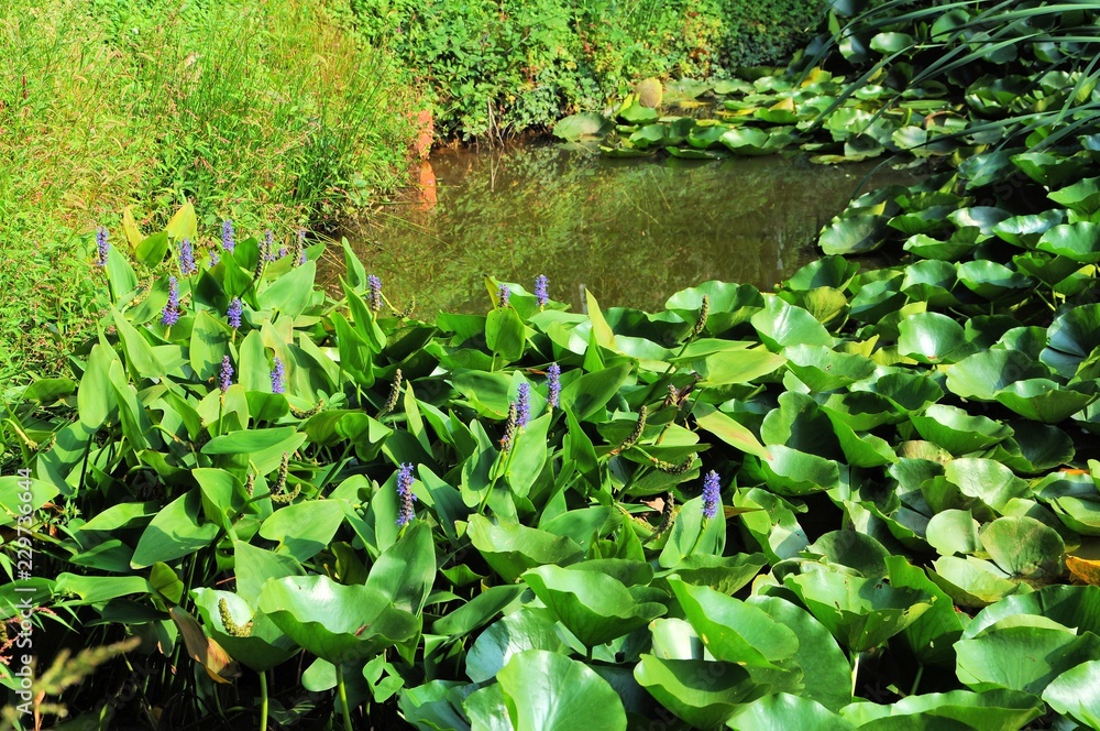 Pond with water lily plants and weed pickerel. Pond with water lily plants and weed pickerel.