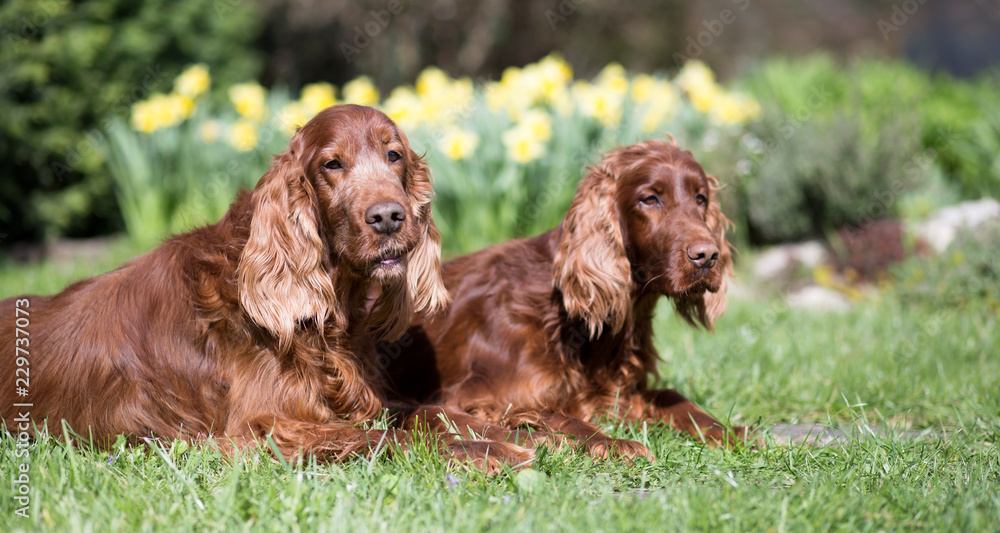 Friendship - beautiful irish setter pet dogs lying in the grass - web banner idea