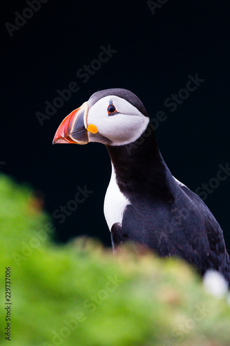 24th May 2015, Pembrokeshire, Wales. Atlantic puffin against black background. © Dave