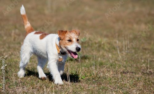 Jack russell happy pet puppy dog walking in the grass