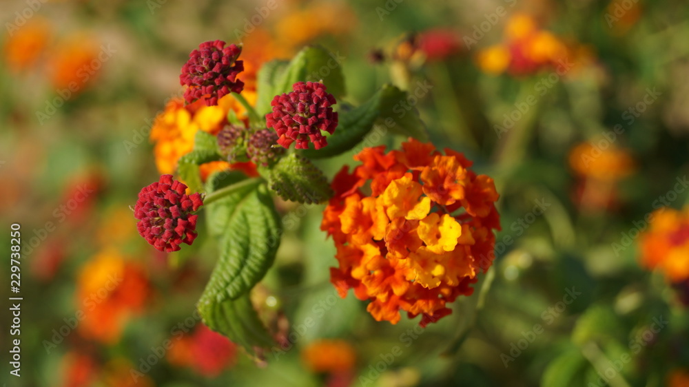 British Wildflower Orange Red and Yellow British Wildflower Orange Red and Yellow