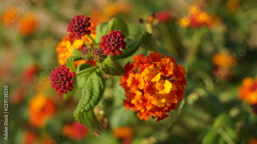 British Wildflower Orange Red and Yellow