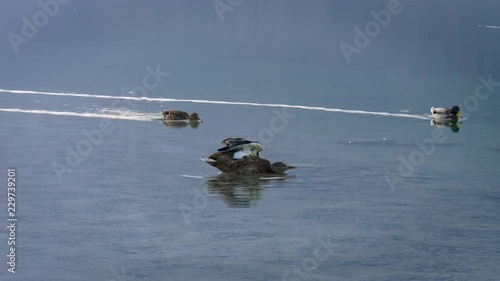 Wild duck swiming in the lake photo