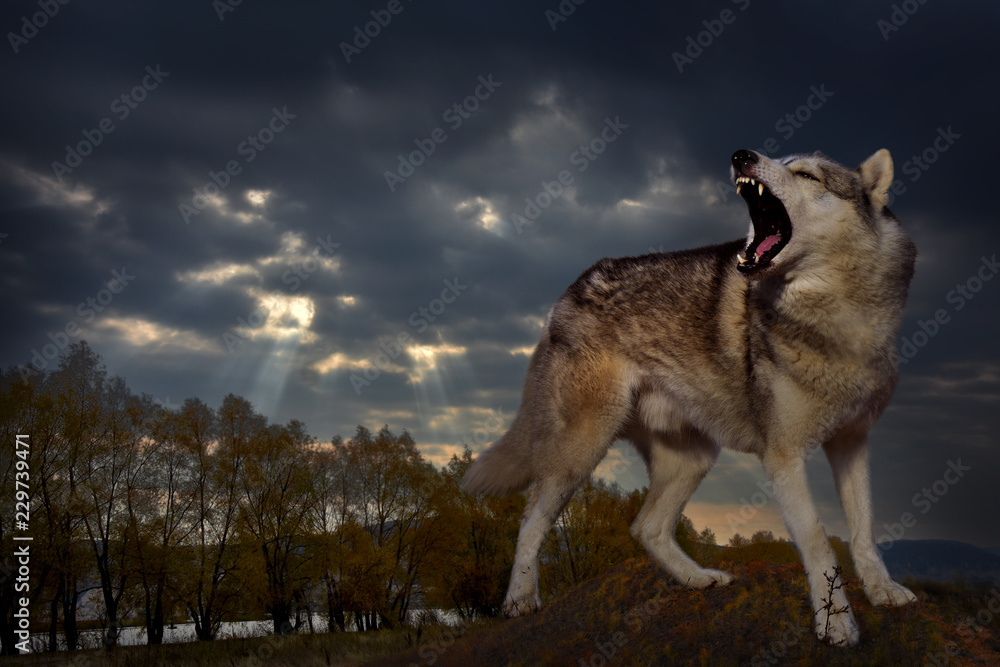 Fototapeta premium Wściekły wilk szczerzy się i warczy na tle jesiennego krajobrazu