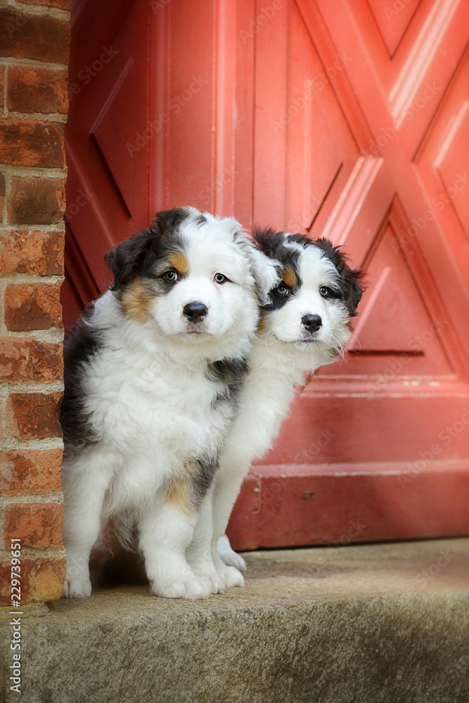 Zwei hübsche Welpen stehen vor einer roten Tür und schauen neugierig um die Ecke. 