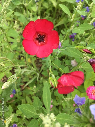 British Wild Flowers in Rural Reserve 