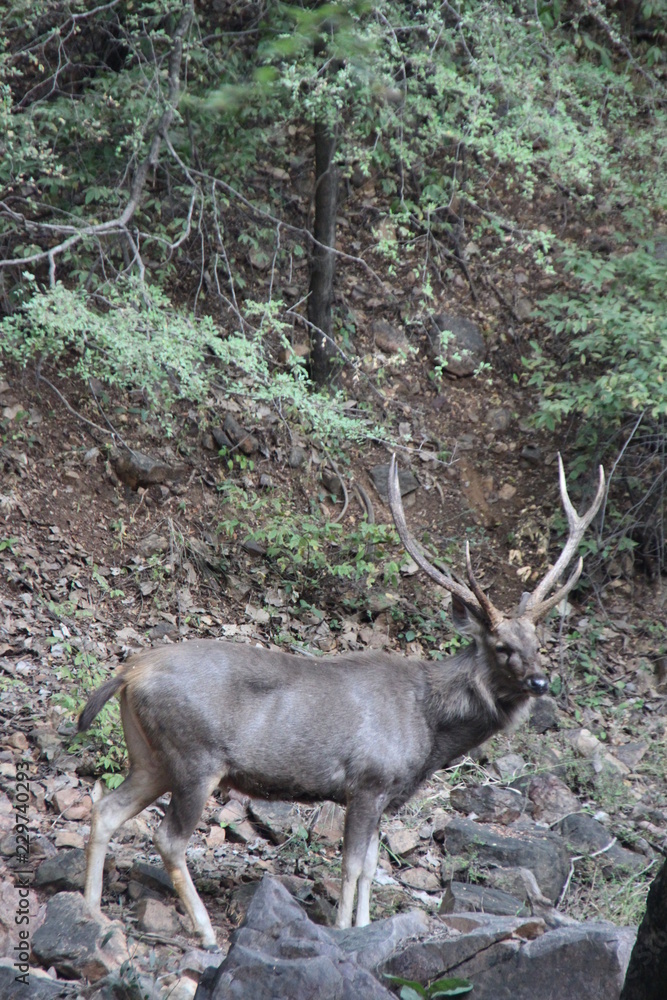 Wildtiere in Indien Wildtiere in Indien