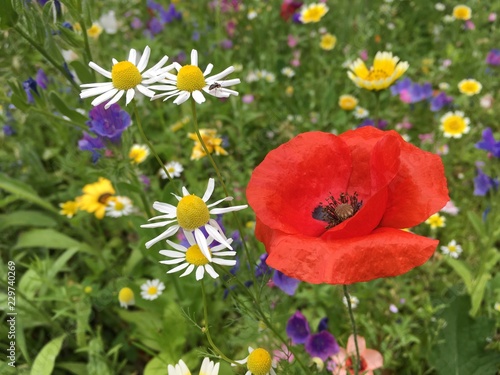 Close up of Red Poppy in remembrance field with yellow and white daisy flowers around on deep green meadow