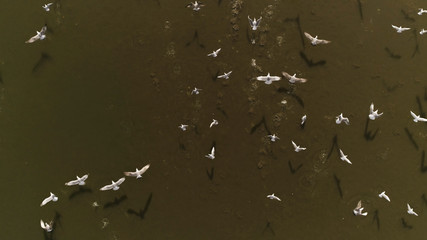 Wandcirkels Vogel Witte meeuwen boven donker meer  © guliveris