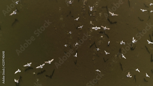 Overhead drone shot of group of white birds (gulls) flying above dark lake on a sunny day in Europe (Lithuania). Background for text