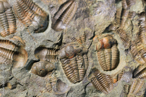 trilobite fossil texture photo