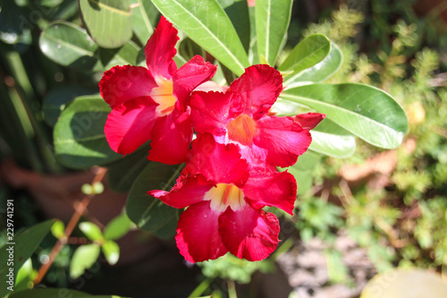 The flowers are bright red.