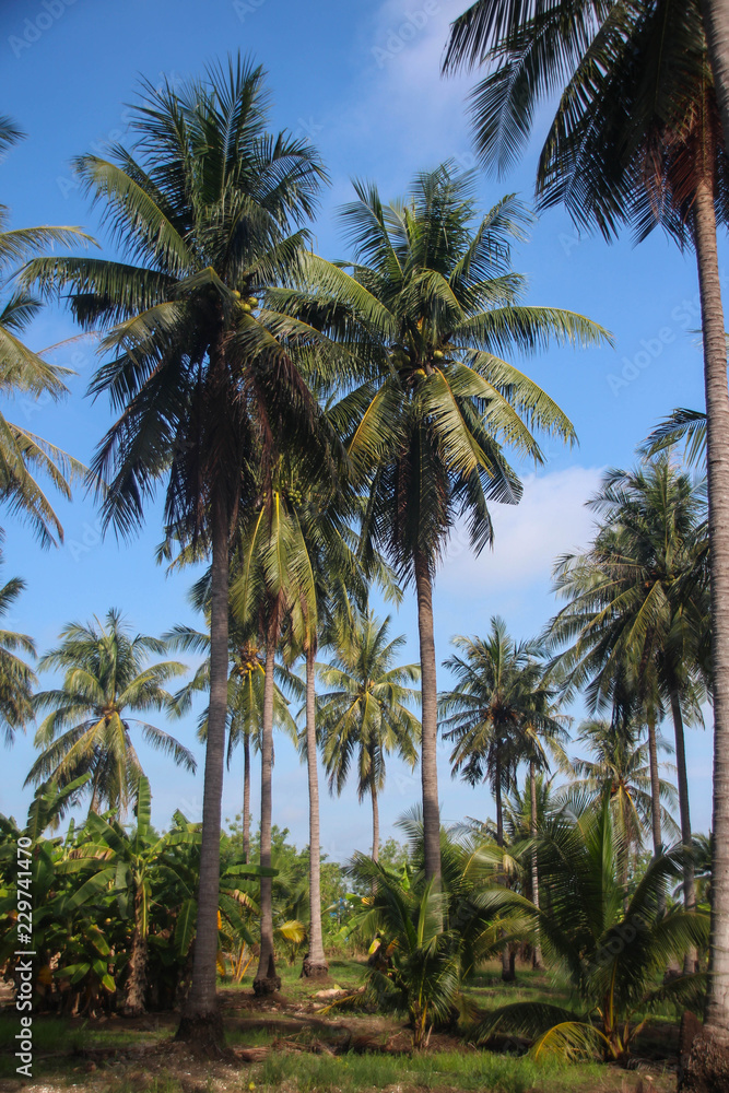 Coconut plantation with high.