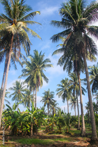 Coconut plantation with high tree.