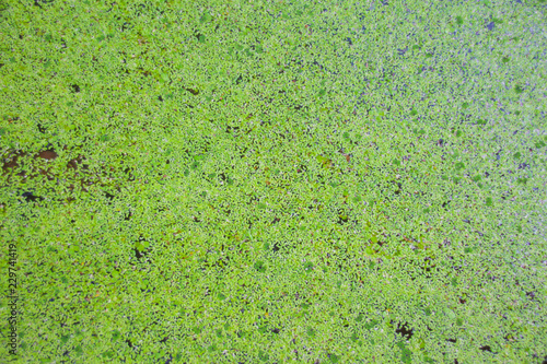 Green duckweed floating on the water.