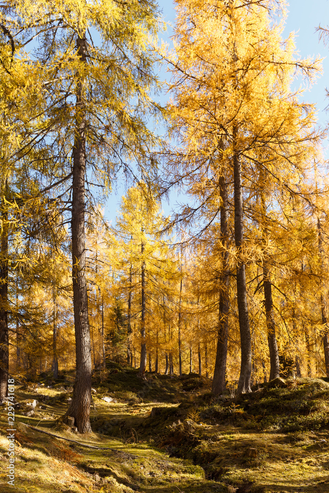 Magical yellow larches glowing in the sunshine. Unusual and gorgeous scene.