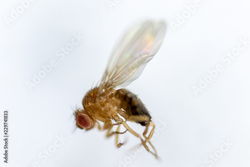 Study genetic of Drosophila melanogaster (fruit fly, vinegar fly) for education in laboratory. photo