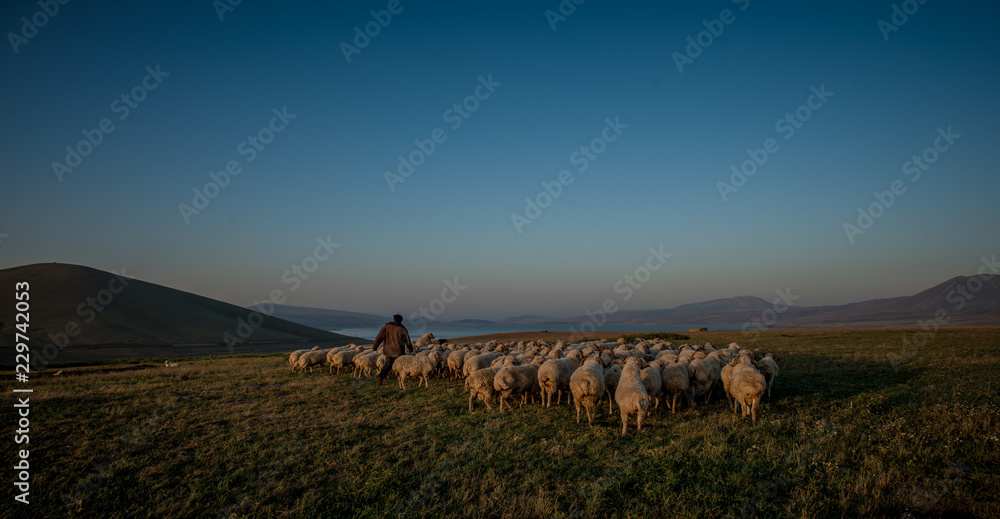 Obraz premium shepherd herding his flock