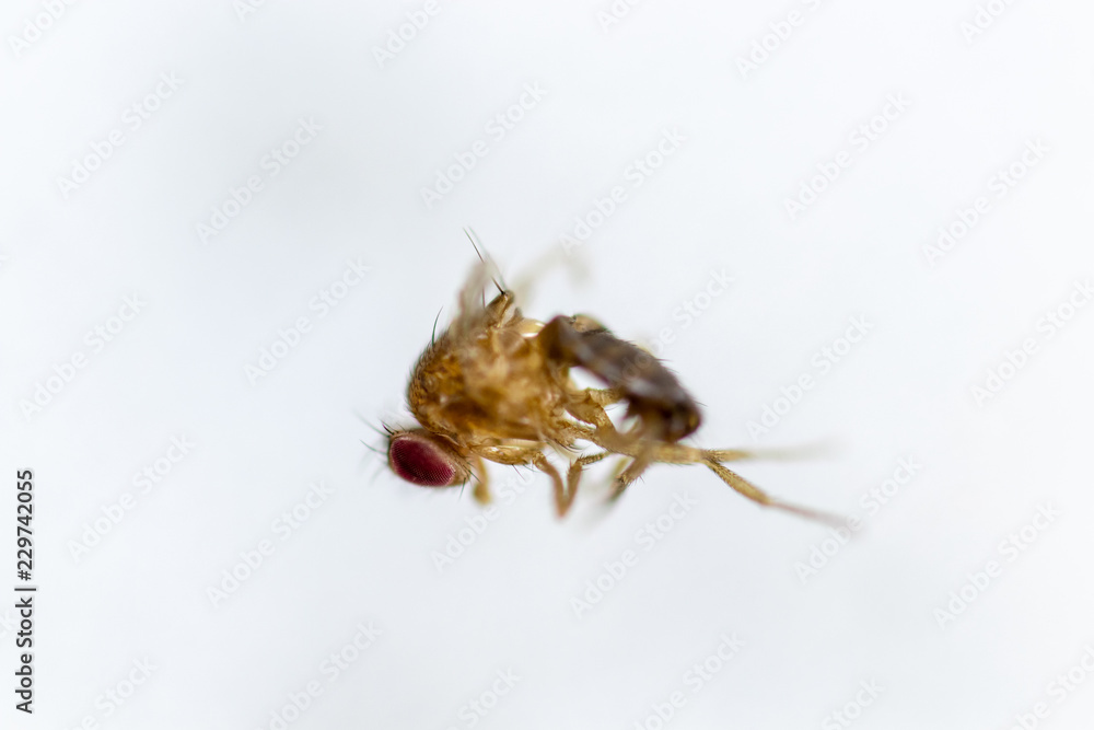 Study genetic of Drosophila melanogaster (fruit fly, vinegar fly) for education in laboratory. Study genetic of Drosophila melanogaster (fruit fly, vinegar fly) for education in laboratory.