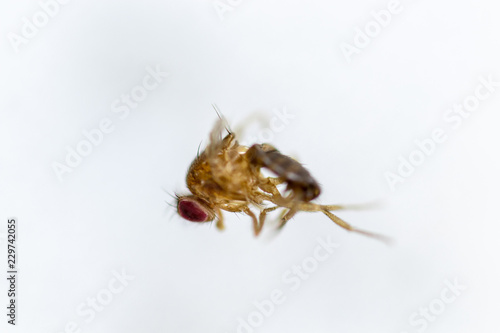 Study genetic of Drosophila melanogaster (fruit fly, vinegar fly) for education in laboratory. © sinhyu