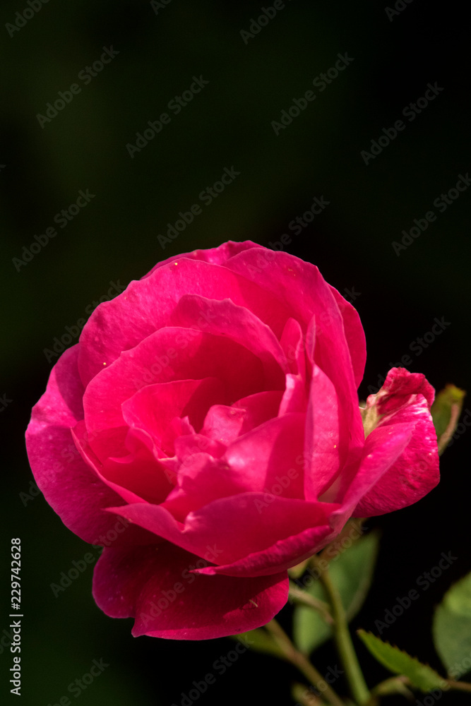pink rose on fark background pink rose on fark background