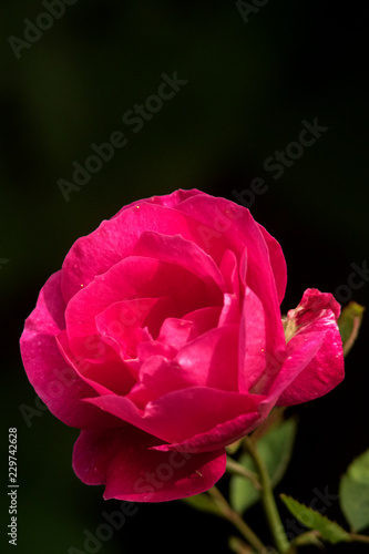 pink rose on fark background