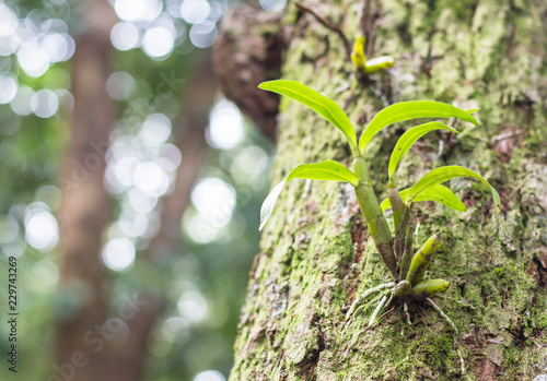 Fototapeta Naklejka Na Ścianę i Meble -  Wild plant orchid on tree in forest.
