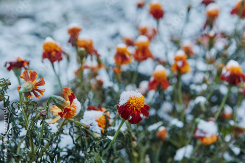 Precipitation in the form of sleet. The first snow covered bright autumn flowers. They froze and wilted from the cold
