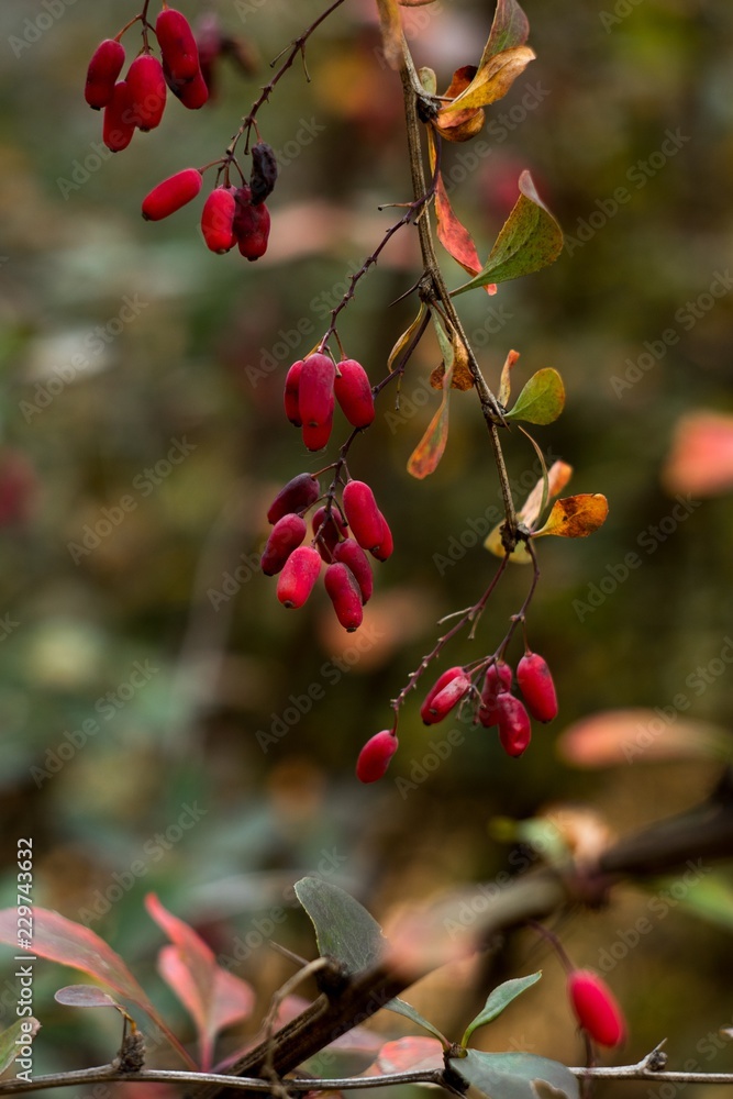 autumn barberry