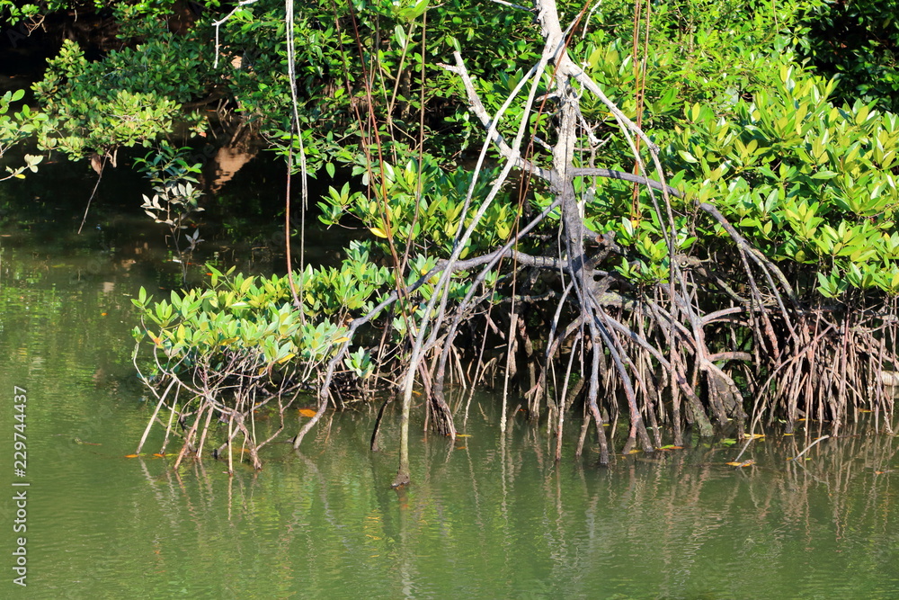 Mangrove Stilt Roots Mangrove Stilt Roots