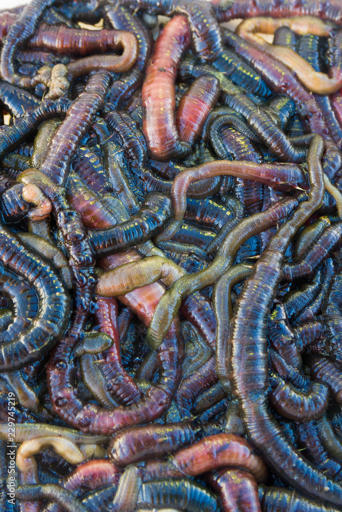 pile of wriggling sandworms/bloodworms used for fishing bait closeup Stock  Photo