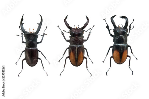 beetle Hexahrius isolated © fotomaster