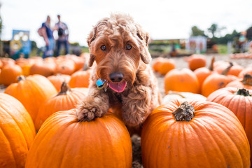 puppy halloween theme