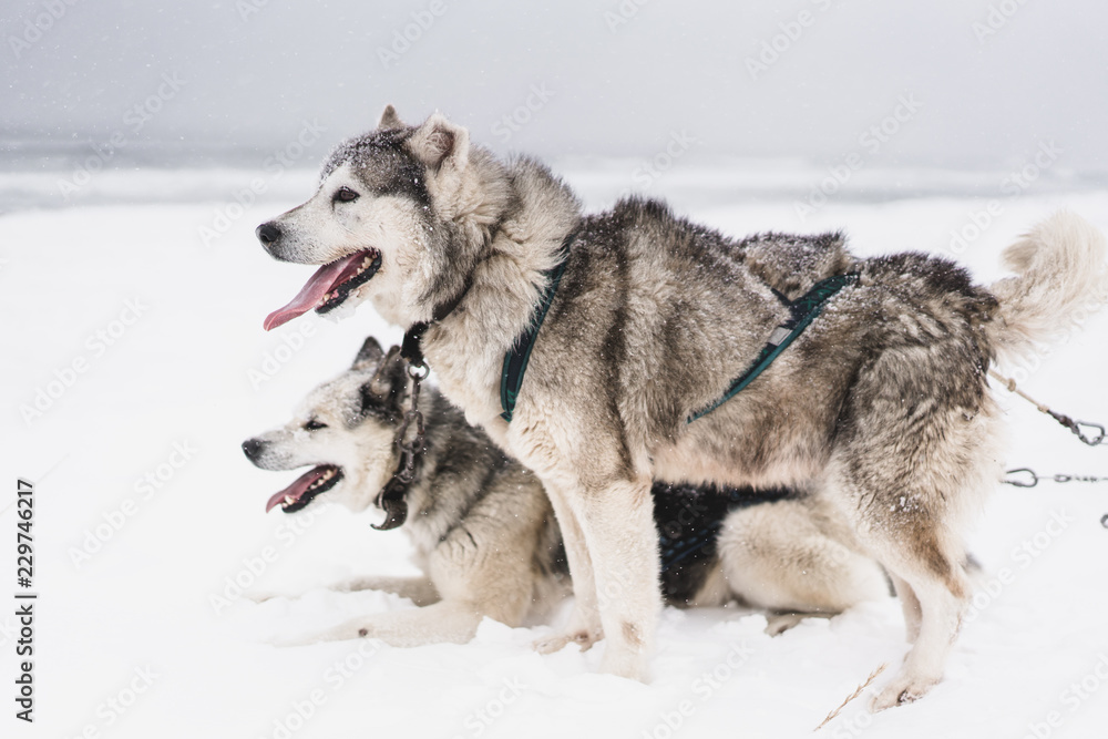 Naklejka premium Team of sled dogs in a blizzard at the Kamchatka peninsula